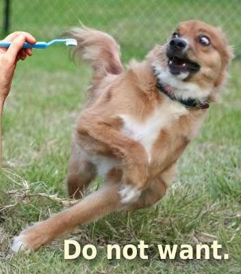 File:Brushie do not want.jpg