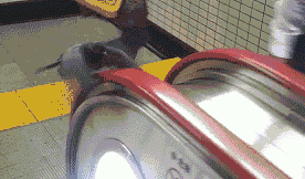 File:Escalator Pigeon.gif
