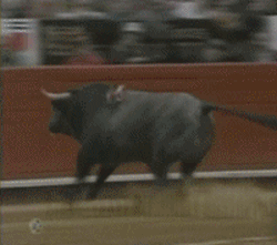 File:Toro.gif