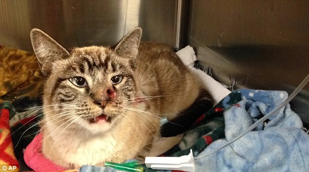 File:Arrow Cats - 21.jpg