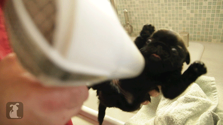 File:Hairdryer pug.gif