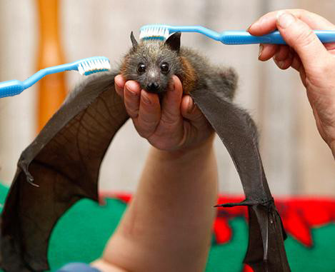 File:Brushie Brushie Brushie1.jpg