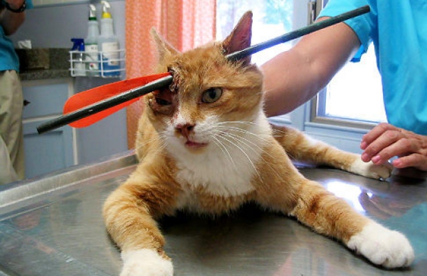 File:Arrow Cats - 04.jpg