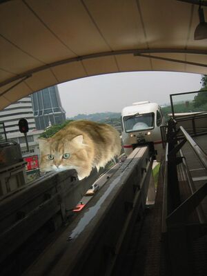 Monorail cat.jpg