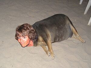 Fat dog turtleguy.jpg