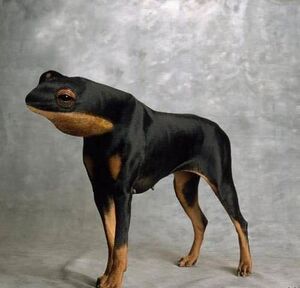 Frogdog.jpg