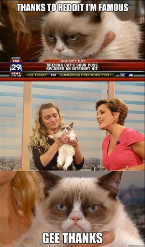 Tard Grumpy Cat TV Appearance.jpg